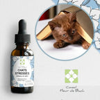Fleurs de Bach CHAT STRESSÉ 🐾 Apaisez votre compagnon en douceur