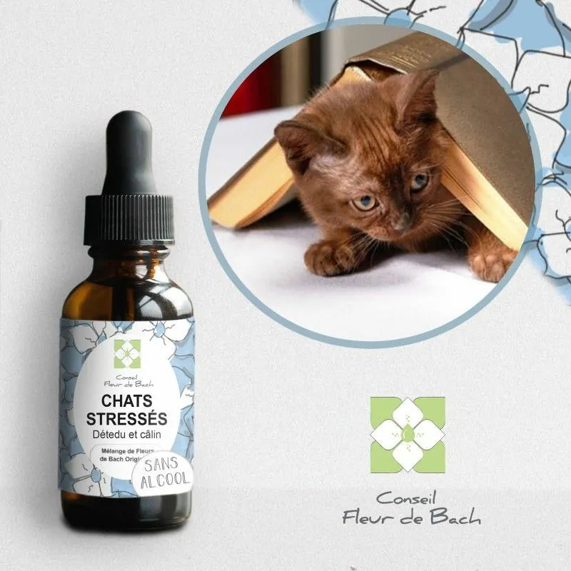 Fleurs de Bach CHAT STRESSÉ 🐾 Apaisez votre compagnon en douceur