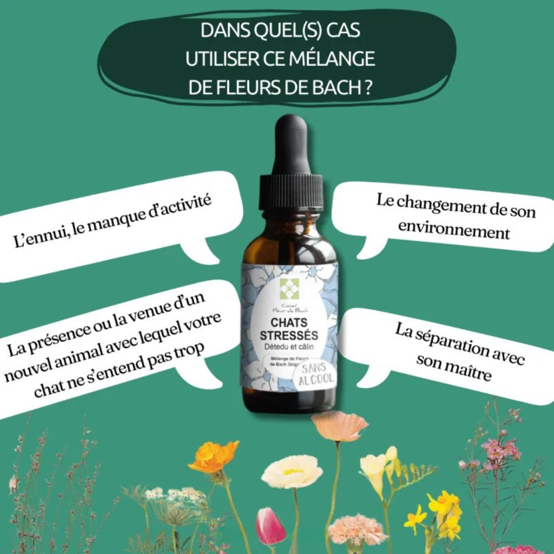 Fleurs de Bach CHAT STRESSÉ 🐾 Apaisez votre compagnon en douceur