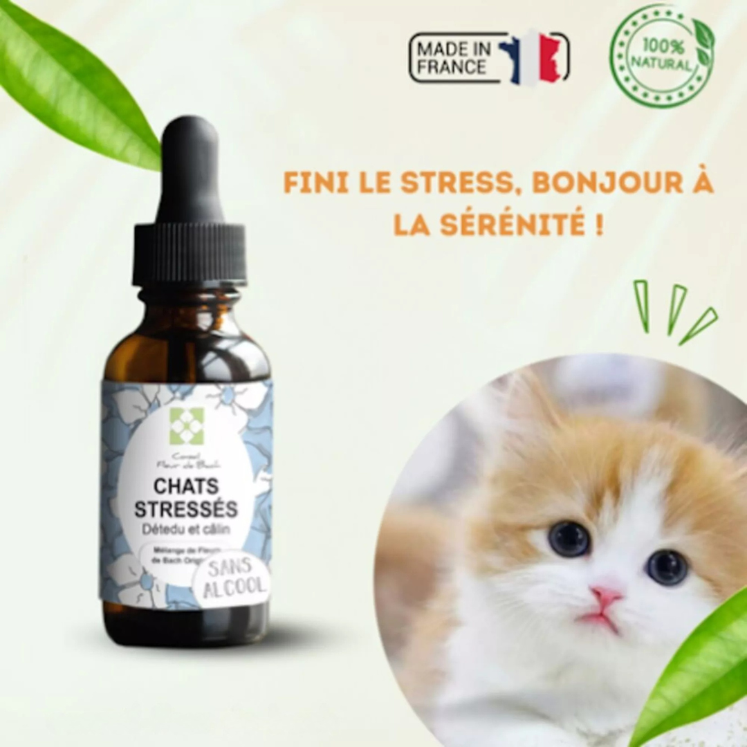 Fleurs de Bach CHAT STRESSÉ 🐾 Apaisez votre compagnon en douceur