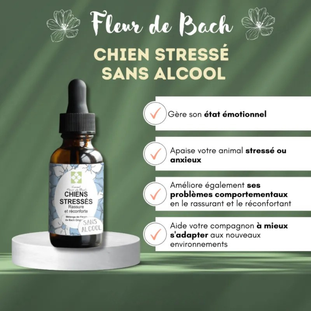 Fleurs de Bach CHIEN STRESSÉ 🐶 Apaisez son anxiété naturellement