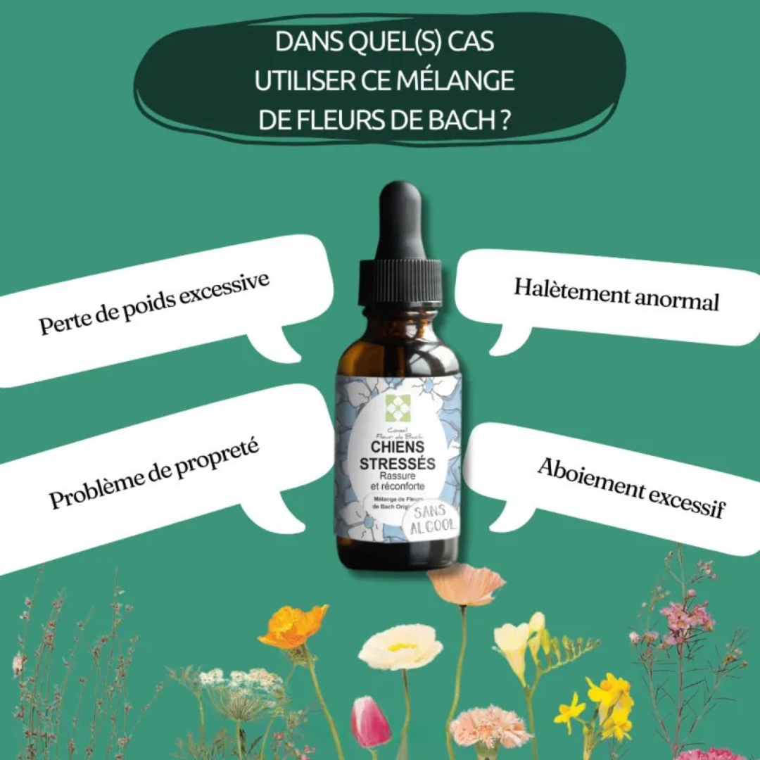 Fleurs de Bach CHIEN STRESSÉ 🐶 Apaisez son anxiété naturellement