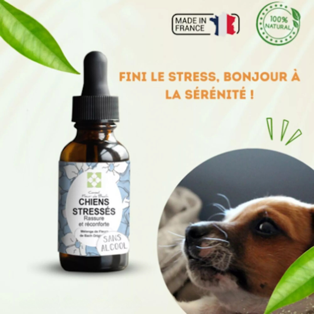 Fleurs de Bach CHIEN STRESSÉ 🐶 Apaisez son anxiété naturellement