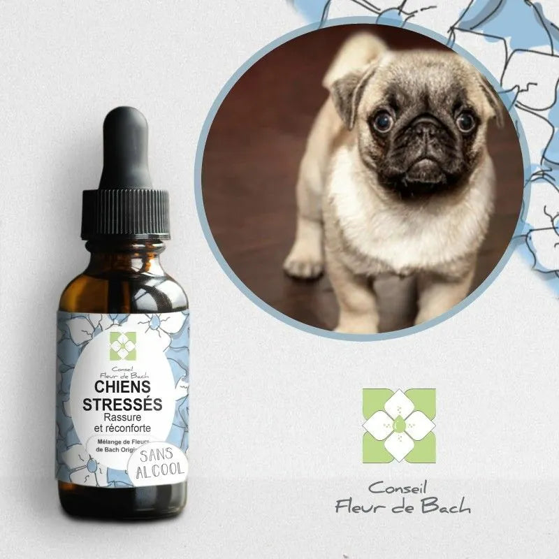Fleurs de Bach CHIEN STRESSÉ 🐶 Apaisez son anxiété naturellement