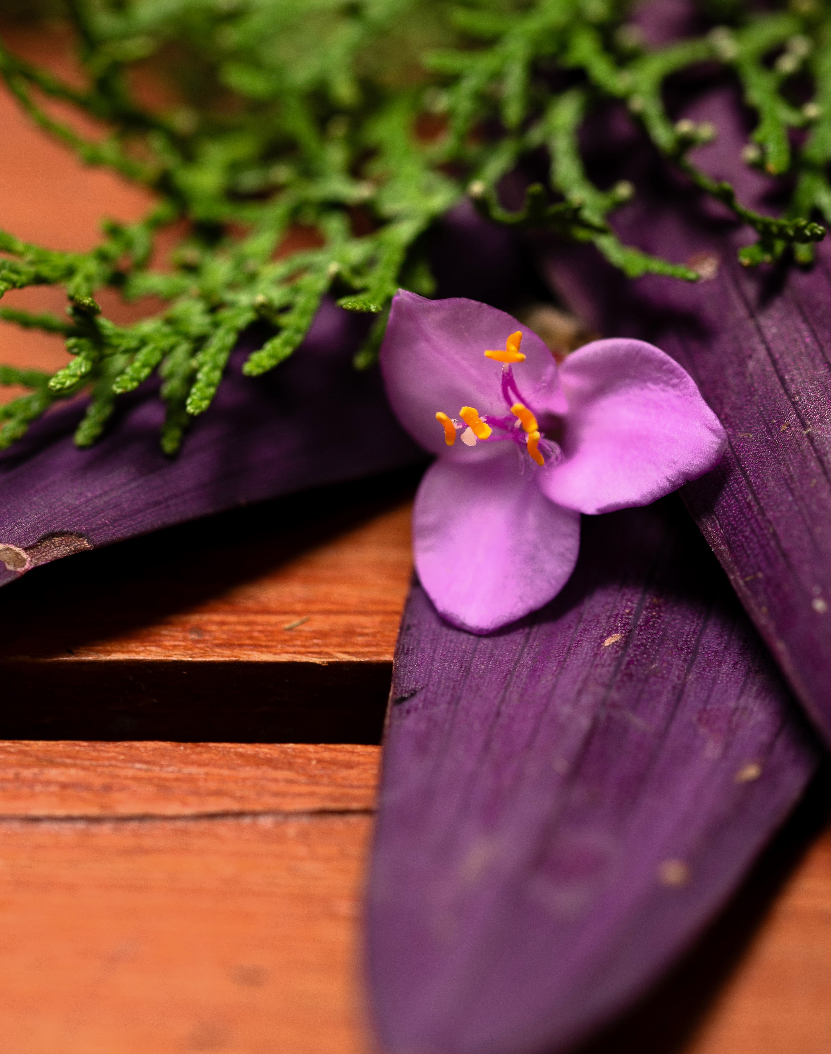 Encens au Patchouli | Passion & Prospérité